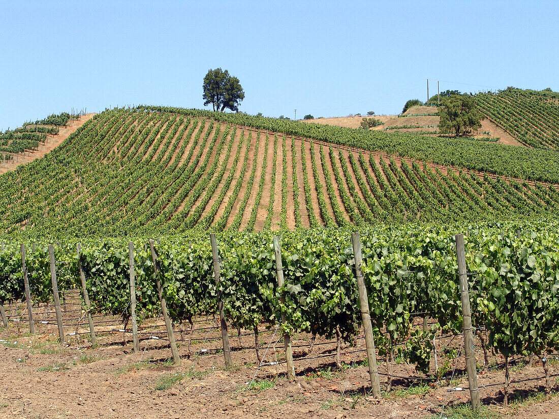 Vineyards in Casablanca valley, Chile