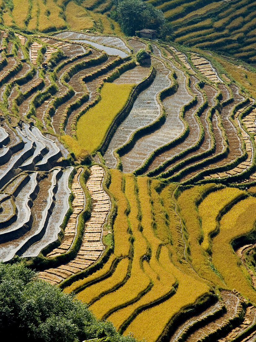 Yuanyangs brilliant vertical rice terraces, Yunnan, China