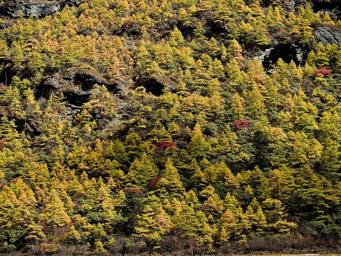 larches and other fall foliage in Yading National Park, Szechuan, China