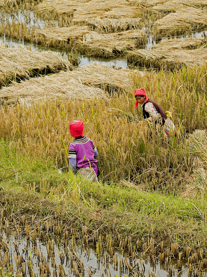 Hani women working the rice, Yunnan, China