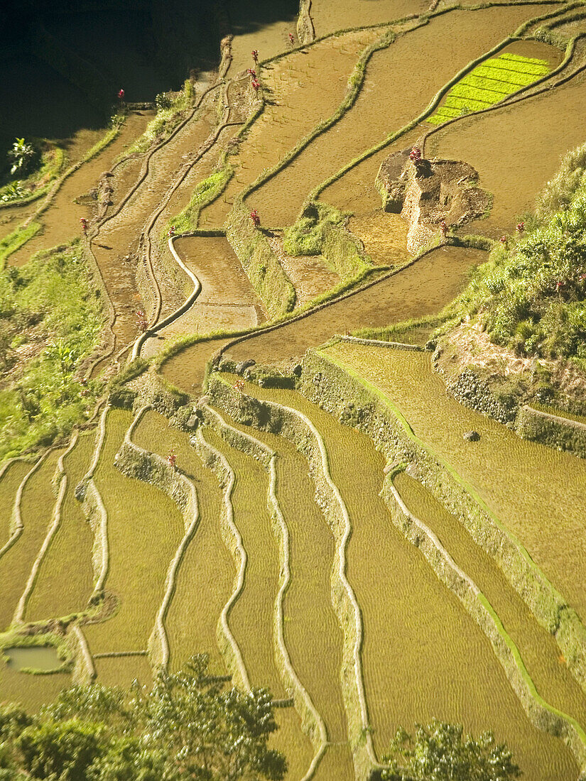 Batads famous stone walled rice terraces, a UNESCO World Heritage Site