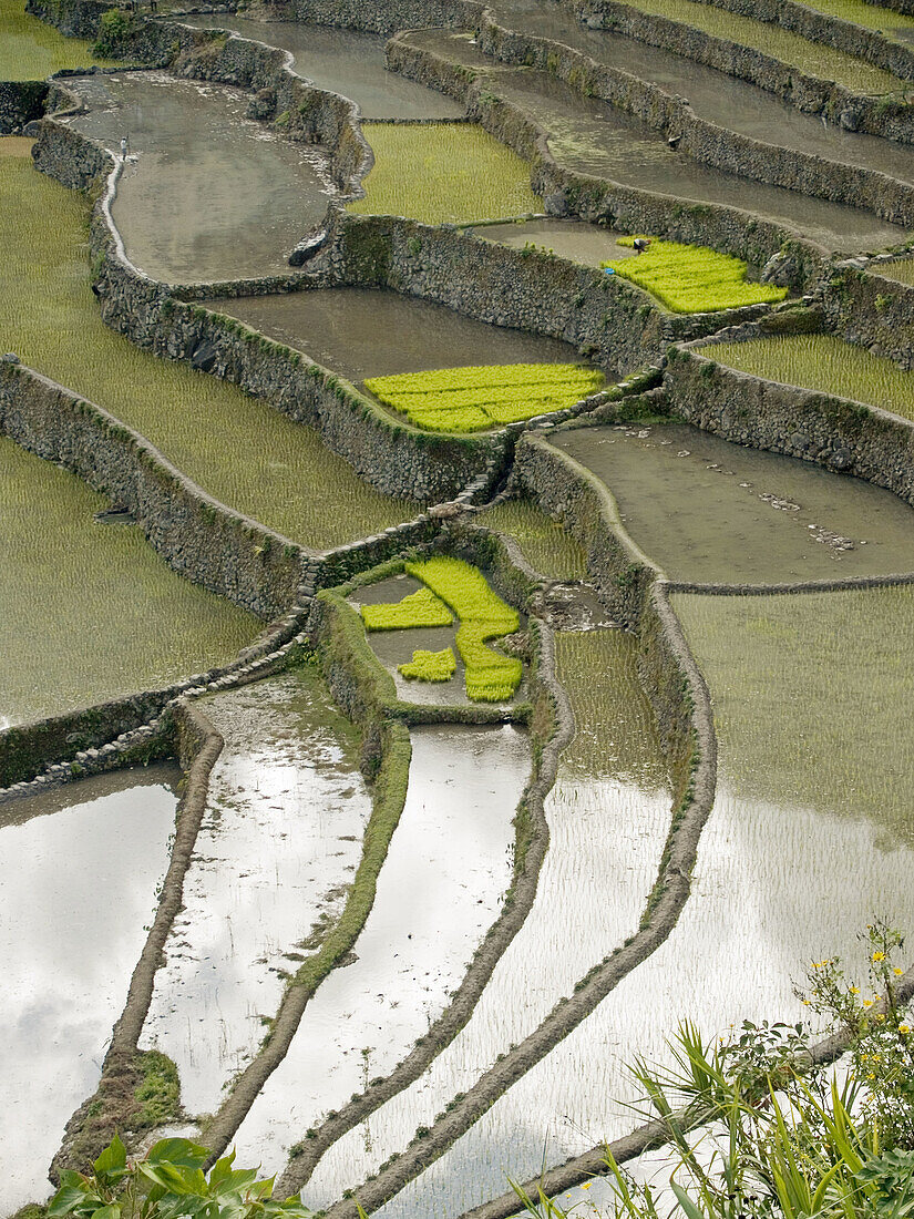 reflections and new rice, Batad village, a UNESCO World Heritage Site, Philippines