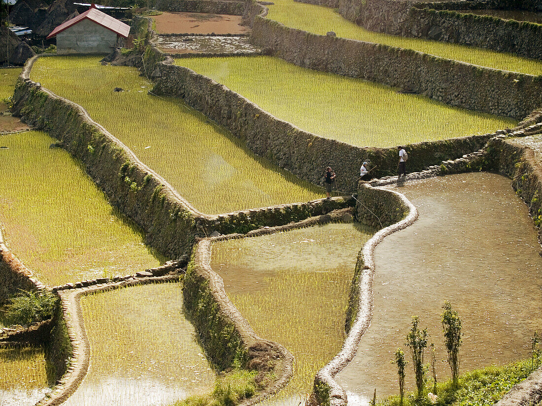 rice reflections, UNESCO World Heritage Site Batad and its famed stonewall terracing