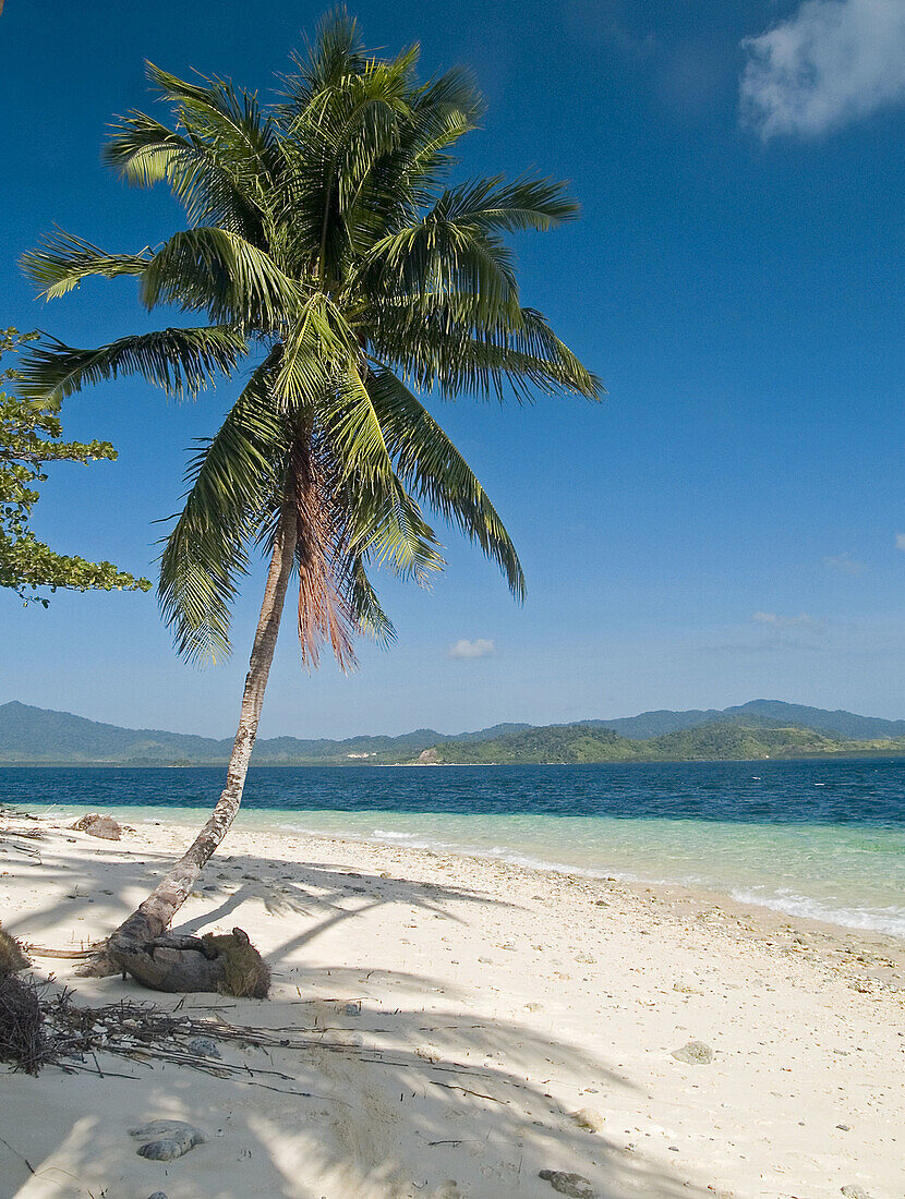 lone coconut palm on empty island, Bacuit Archipelago, Palawan, Philippines