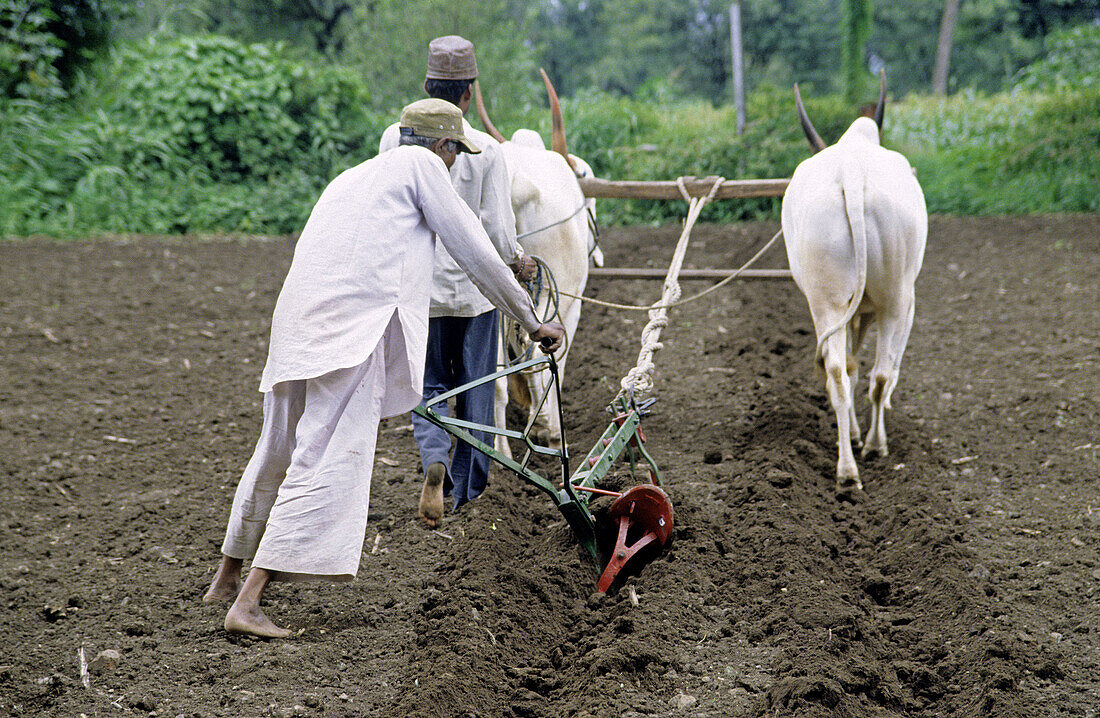 Farmers ploughing a field for cultivation of a crop by a traditinal way. Mulshi, Pune, Maharashtra, India.