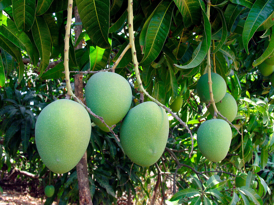 Alphonso mango hanging on a tree. Mangifera indica L. _ Anacardiaceae, Alphonso mango. The flesh of a mango is peachlike and juicy, with more or less numerous fibers radiating from the husk of the single large kidney_shaped seed. Ratnagiri. Maharasthra, I