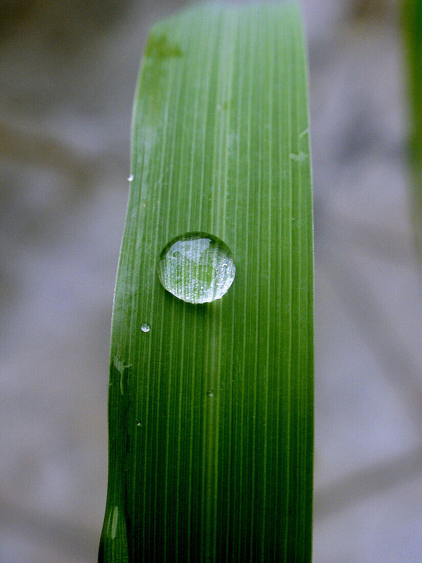 Closeup of a dewdrop on a blade of a Lemon grass (Biological Name: Andropogon citratus). Bhimashankar, Maharashtra, India.