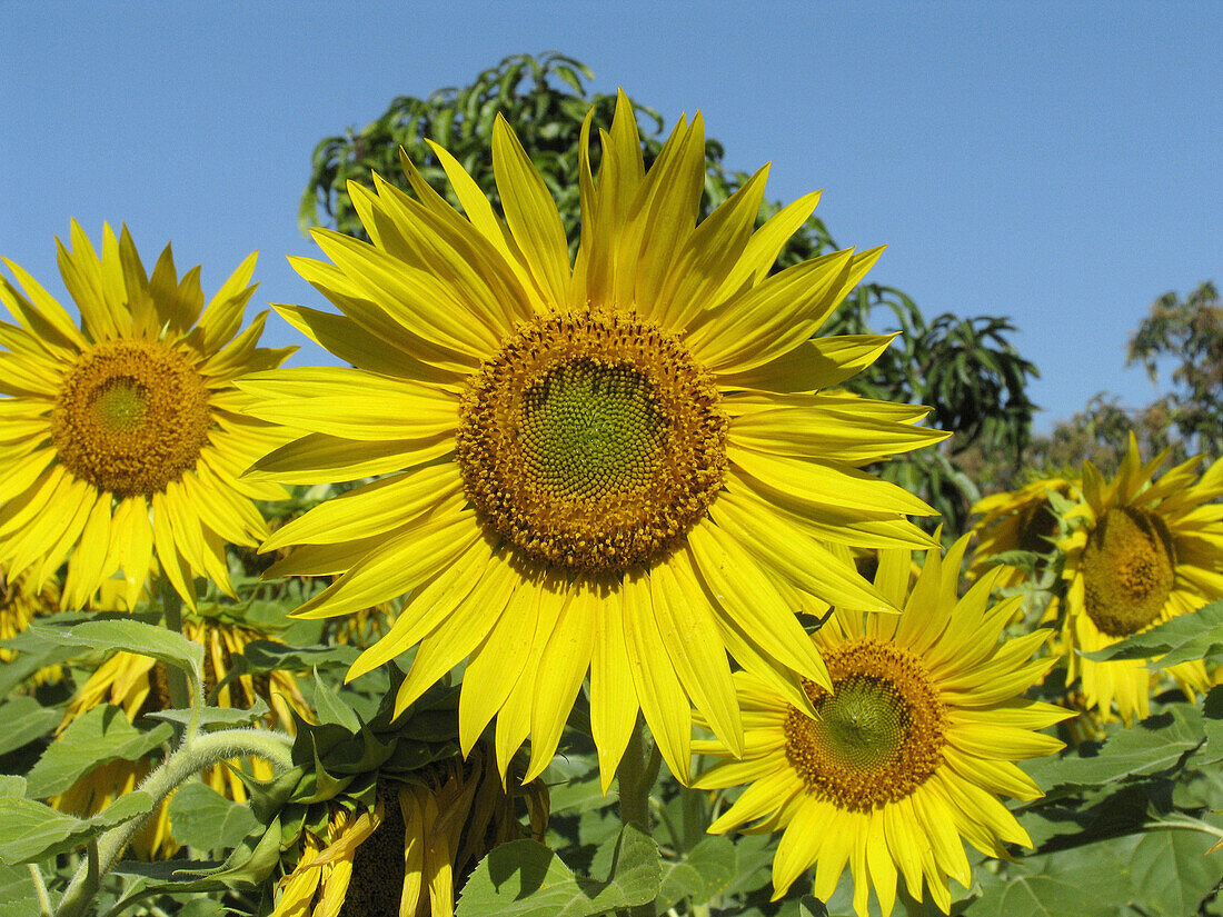 Sunflowers, Helianthus annuus L. Bot. syn.: Helianthus aridus Rydb., Helianthus lenticularis Dougl. ex Lindl. pune-satara road, Maharasthra, India.