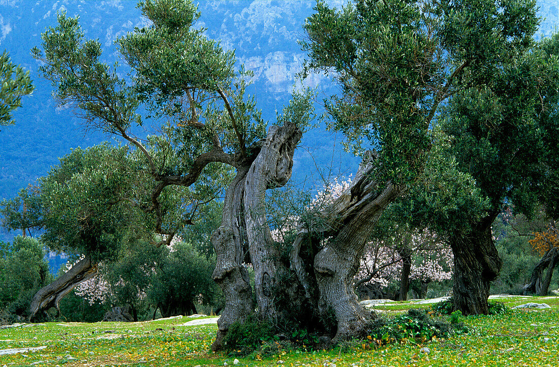 Europa, Spanien, Mallorca, bei Deia, Olivenbaum