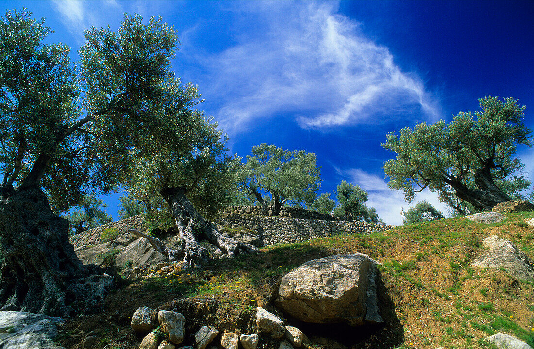 Europa, Spanien, Mallorca, Deia, Olivenbäume