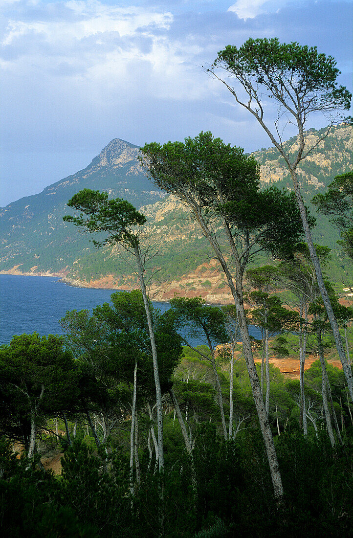 Europe, Spain, Majorca, near Port d'es Cannoge, coast