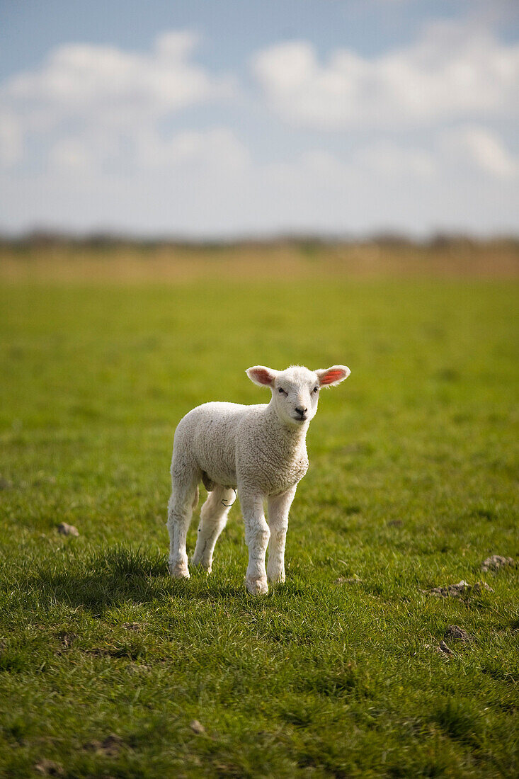 Lamb on dike, St. Peter Ording, Schleswig-Holstein, Germany