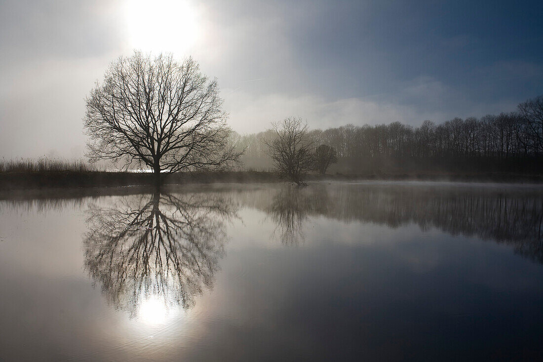 View over lake to bare deciduous tree in morning mist, Kiel, Schleswig-Holstein, Germany
