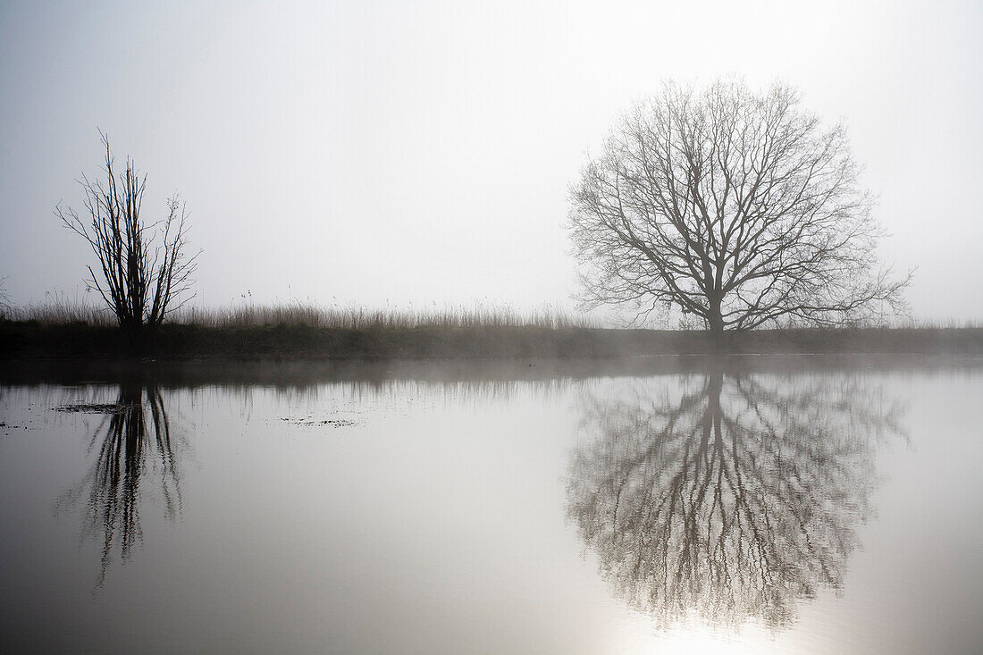 Blick über einen See auf einen kahlen Laubbaum im Morgennebel, Kiel, Schleswig-Holstein, Deutschland