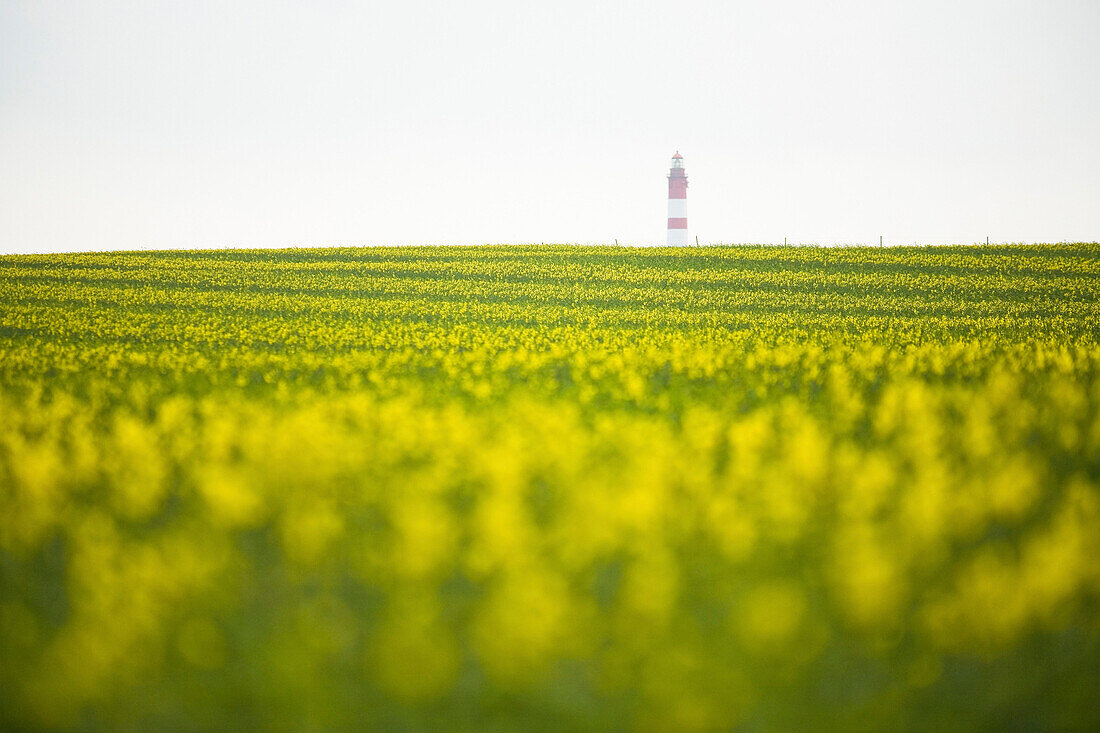 Blick über blühendes Rapsfeld auf Leuchtturm, Amrum, Schleswig-Holstein, Deutschland