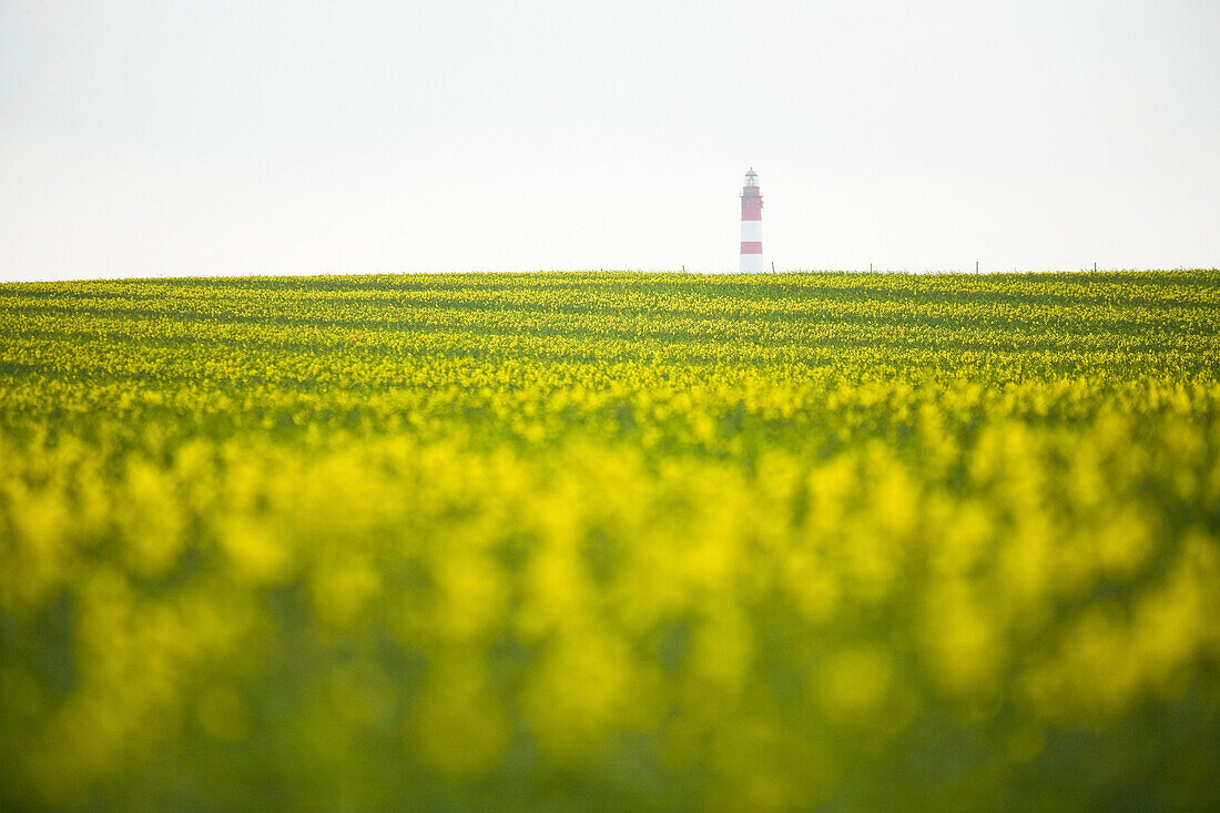 View over yellow canola field to lighthouse, Amrum island, Schleswig-Holstein, Germany