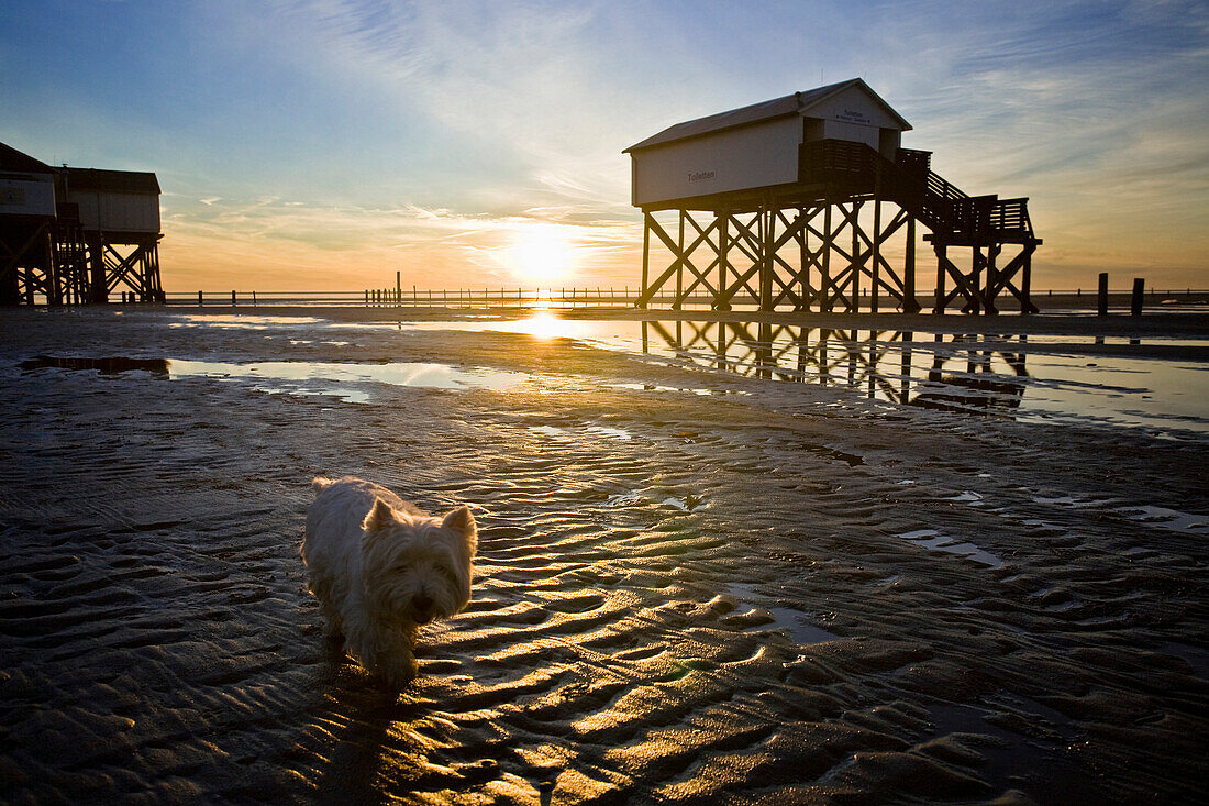 Pfahlbauten am Strand von St. Peter Ording , Schleswig-Holstein, Deutschland