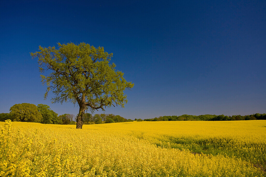 Deciduous tree on yellow rape field, near Flensburg, Schleswig-Holstein, Germany