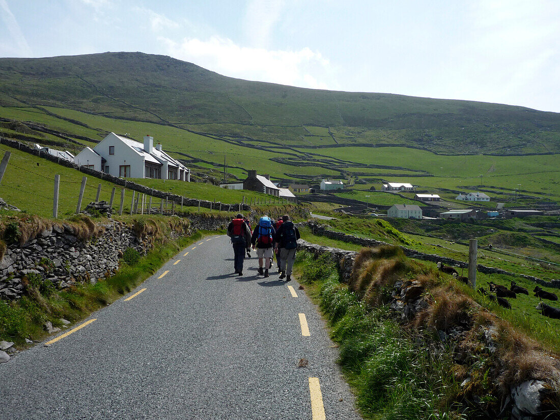 Dingle Way Wanderer auf Küstenstraße nahe Slea Head, Dunquin, Dingle Peninsula, County Kerry, Irland, Europa