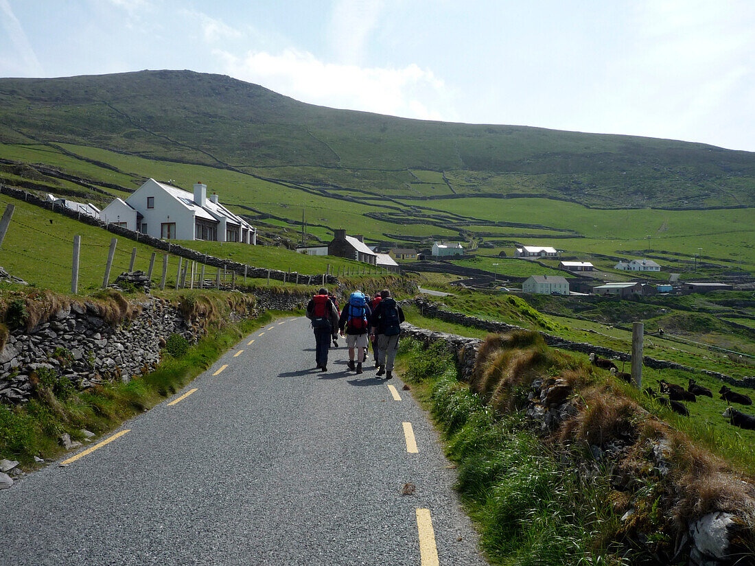 Hikers walking the Dingle Way on the coast road near Slea Head, Dunquin, Dingle Peninsula, County Kerry, Ireland