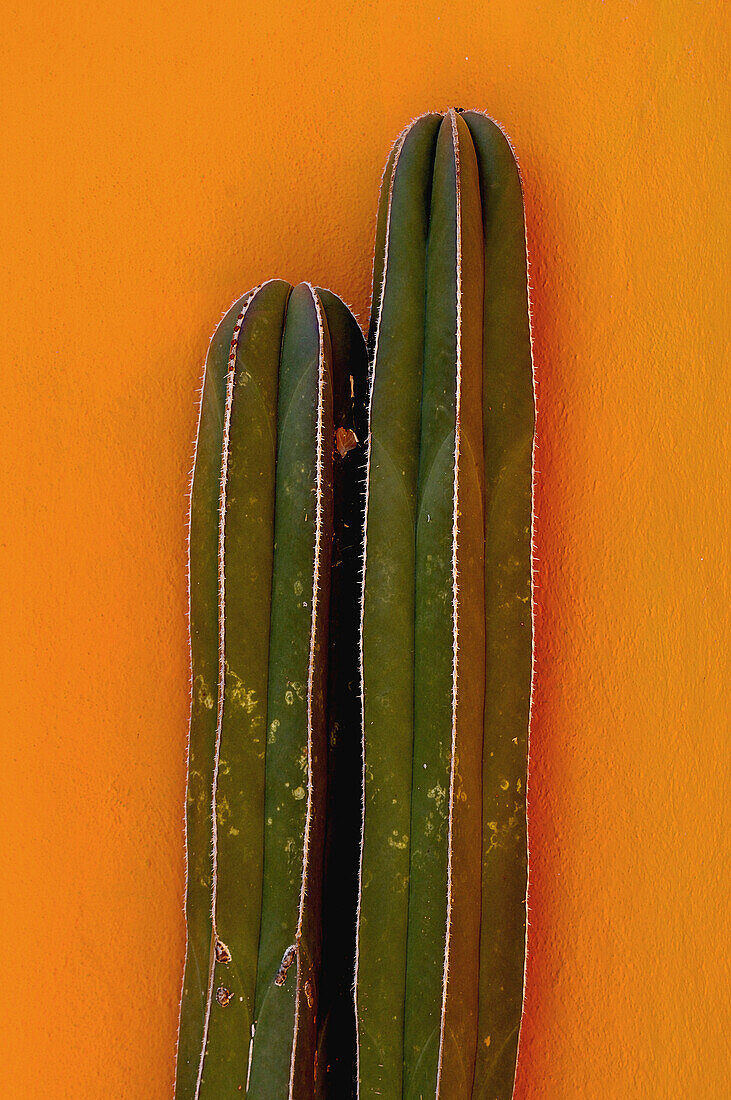 Kaktus vor oranger Hauswand, San Miguel de Allende, Mexiko