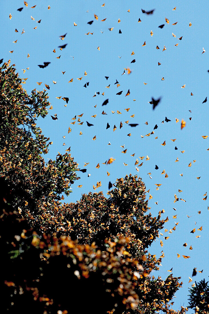 Monarch butterflies near the mountain village of San Luis, Mexico