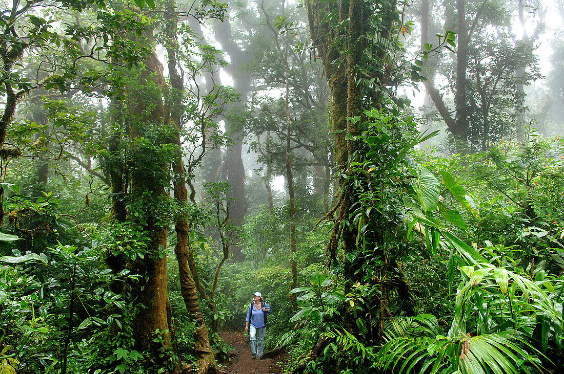 Frau wandert in den Bergnebelwälder von Monteverde, Costa Rica, Mittelamerika