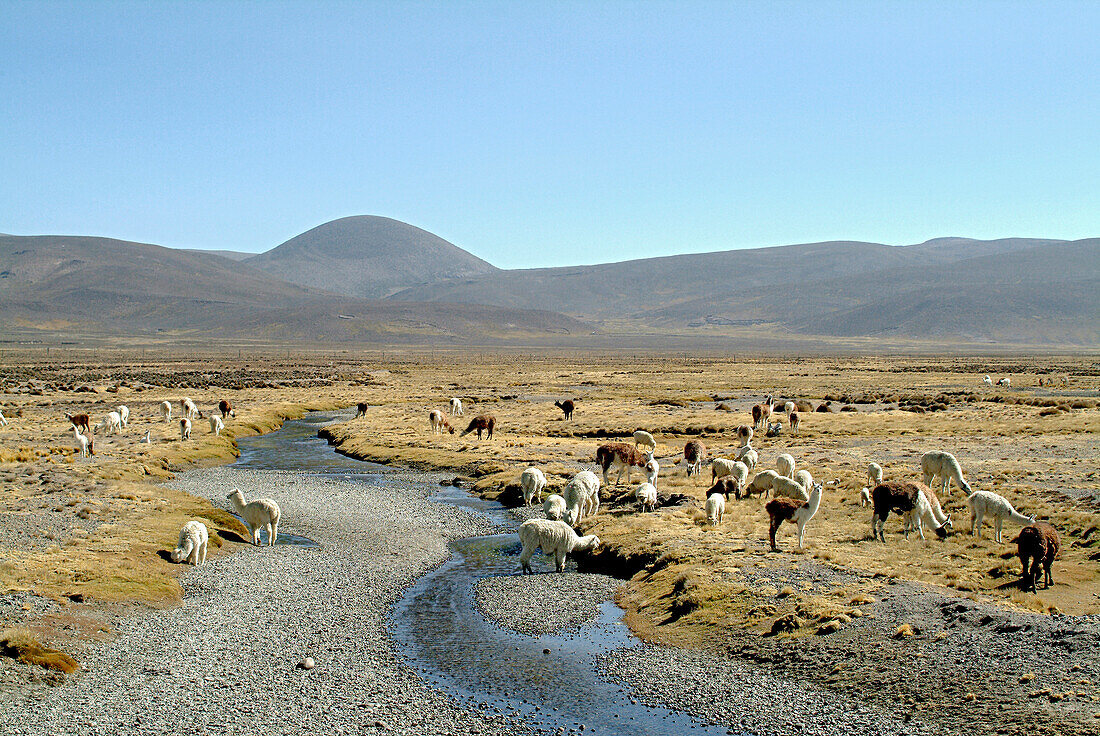 Alpakas auf dem Altiplano, Peru, Südamerika