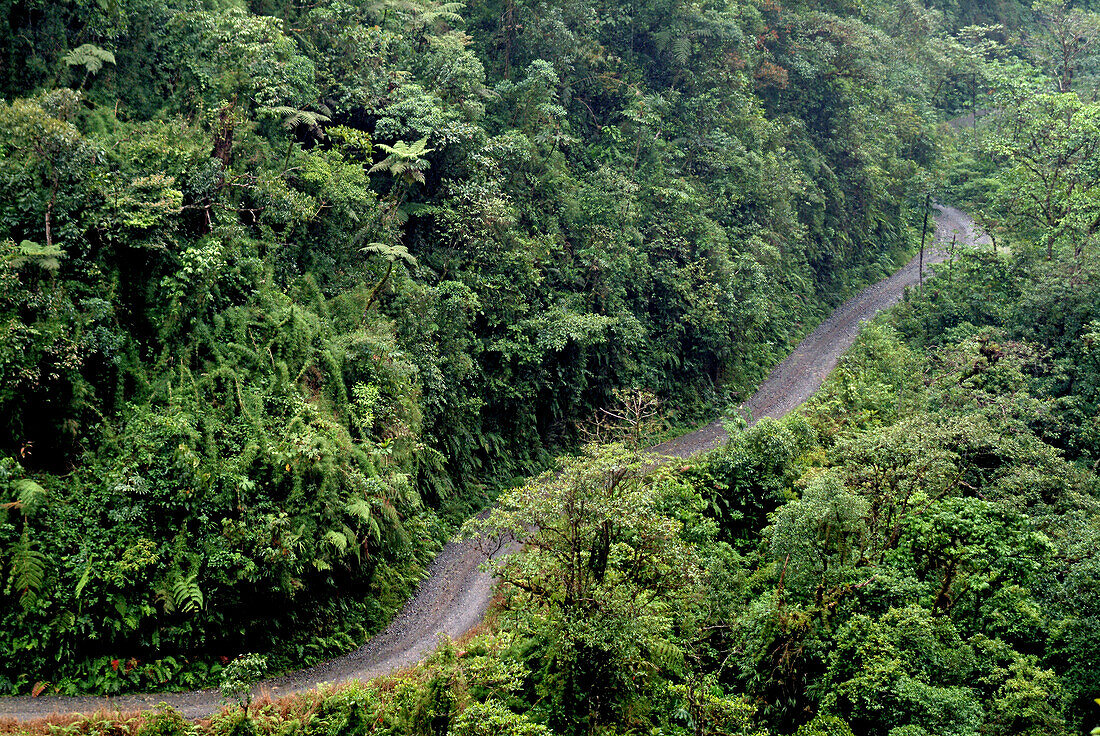 Piste im Regenwald des Manu Nationalparks, Amazonien, Peru, Südamerika