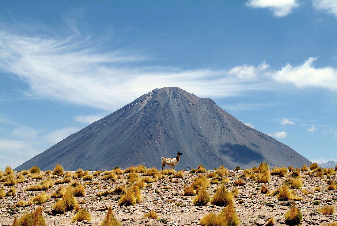 Lama vor Vulkan Lascan bei San Pedro de Atacama, Chile, Südamerika