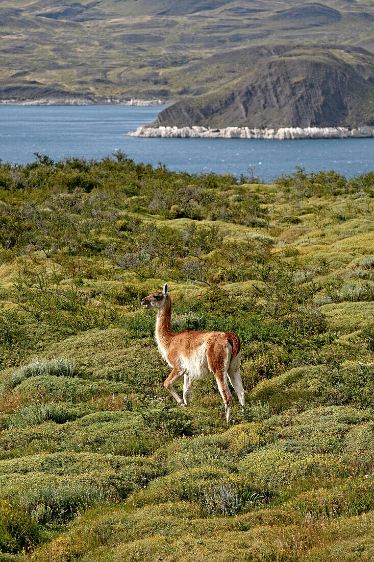 Guanaco in Torres del Paine National Park, Patagonia, Chile, South America