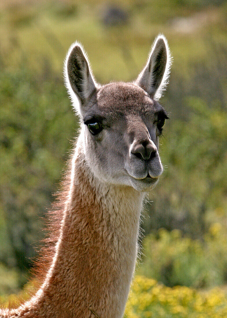 Guanaco in Torres del Paine National Park, Patagonia, Chile, South America