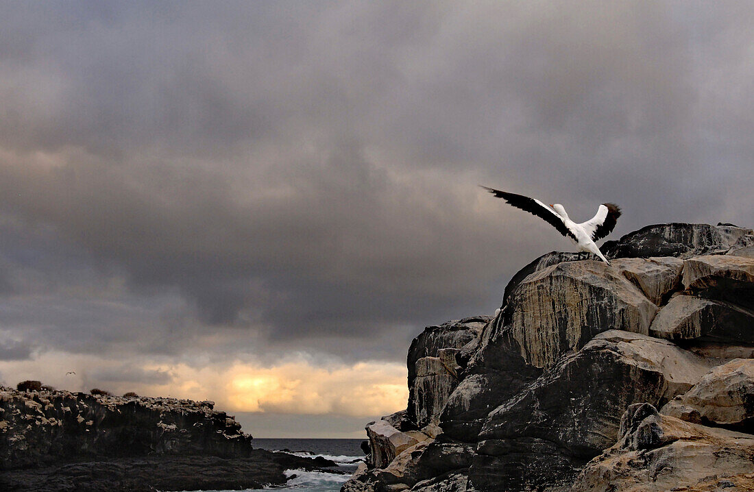 Abendstimmung auf Isla Española, Galapagos Inseln, Ecuador, Südamerika