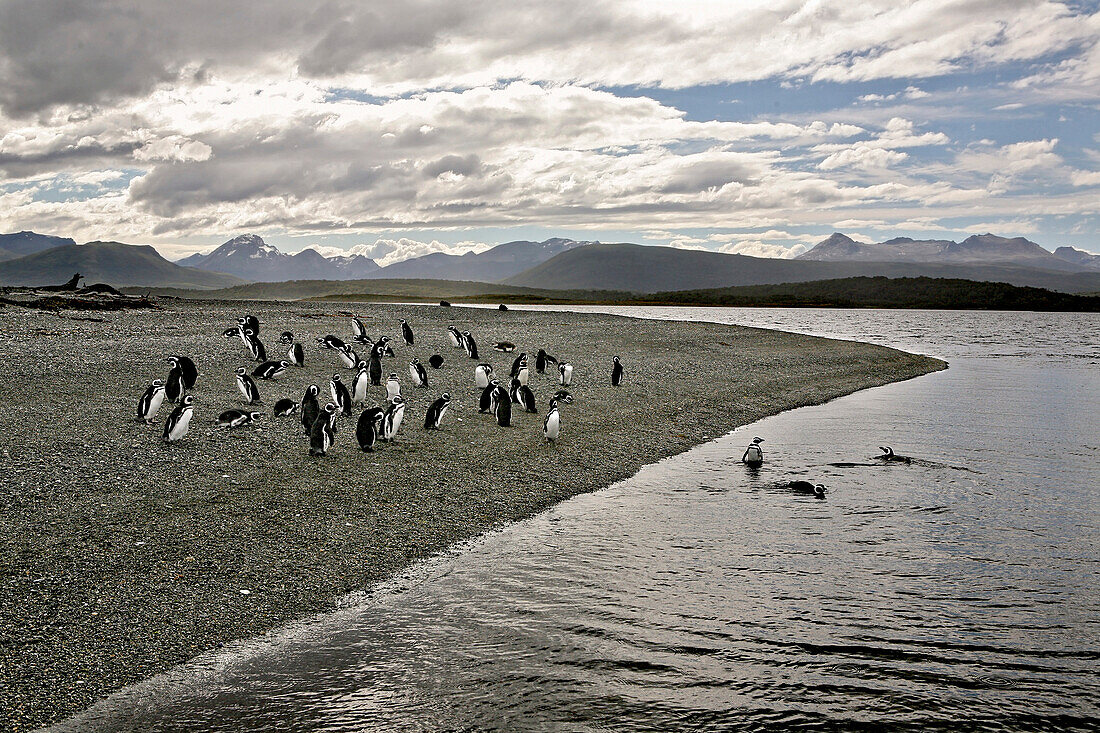 Magellanic Pinguins on an island near Estancia Harberton, Tierra del Fuego, Argentina, South America