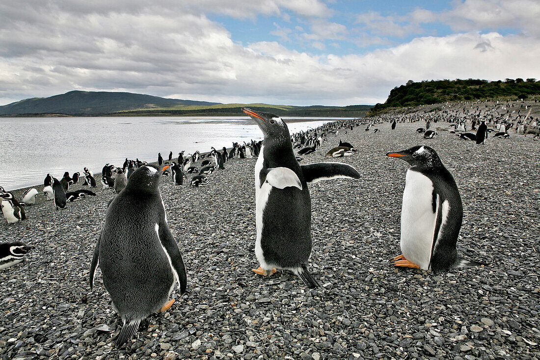 Papua Pinguins, Gentoo Penguins and Magellanic Pinguins on an island near Estancia Harberton, Tierra del Fuego, Argentina, South America