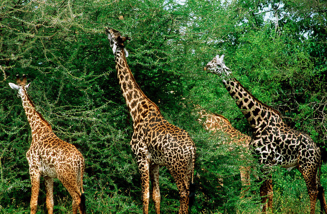 Masai Giraffes (Giraffa camelopardalis tippelskirchi). Tanzania