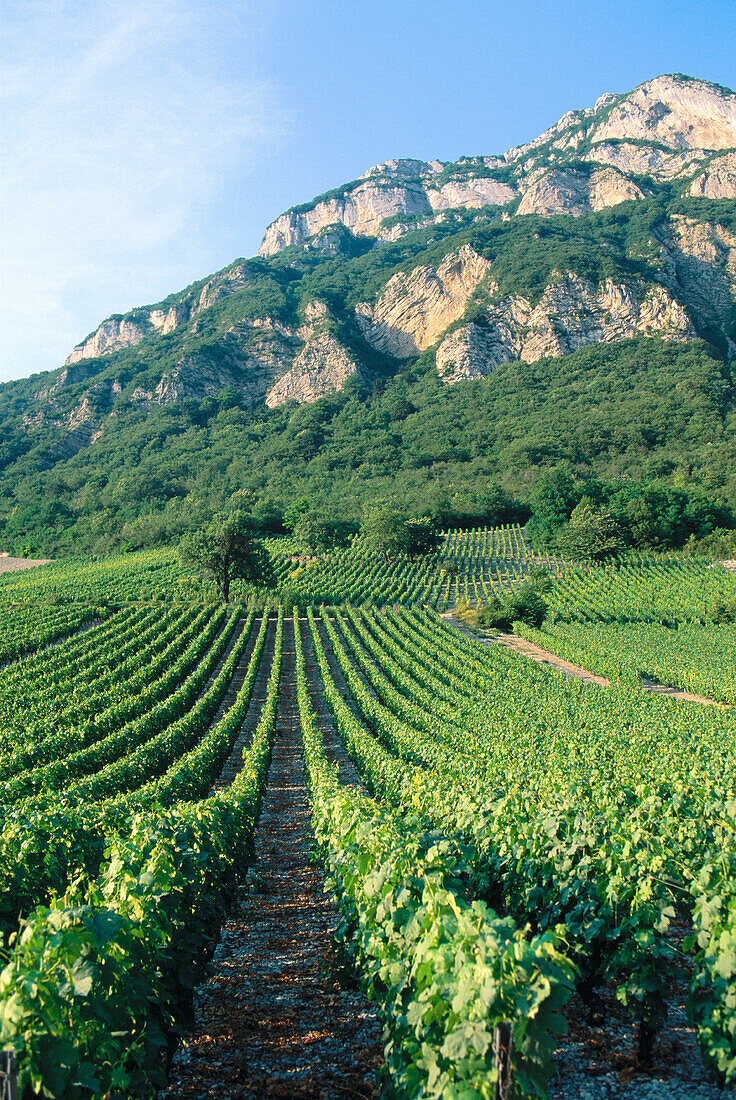 Vineyards. Montmélian. France