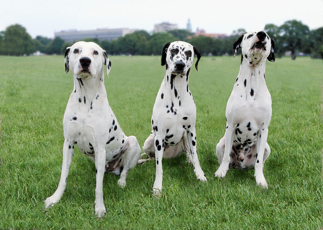 Dalmatians