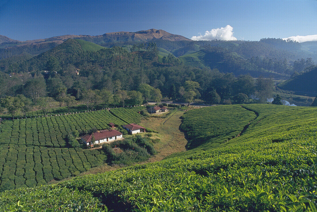 Tea plantation. Munnar. Kerala. India