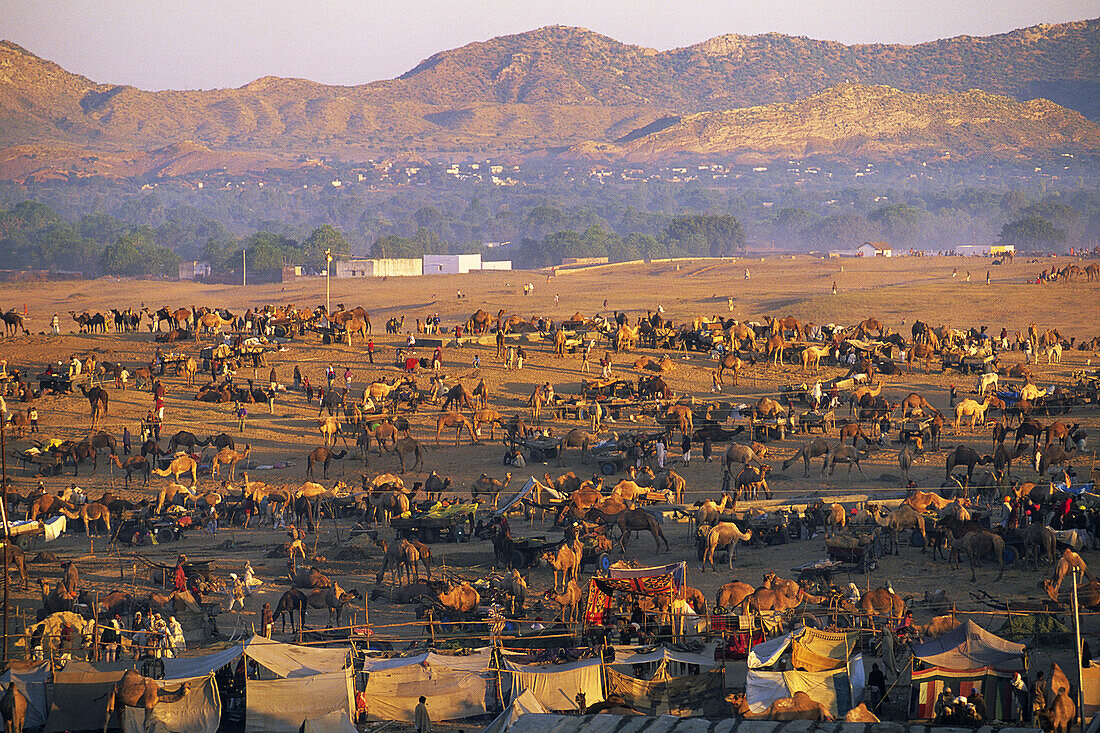 Camel fair in Pushkar. Rajasthan, India