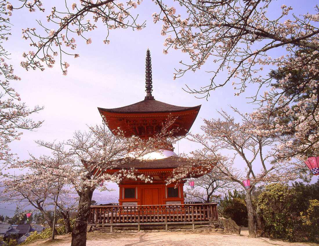 Japan, Miyajima. Itsukushima. Toho-to pagoda, cherry blossoms