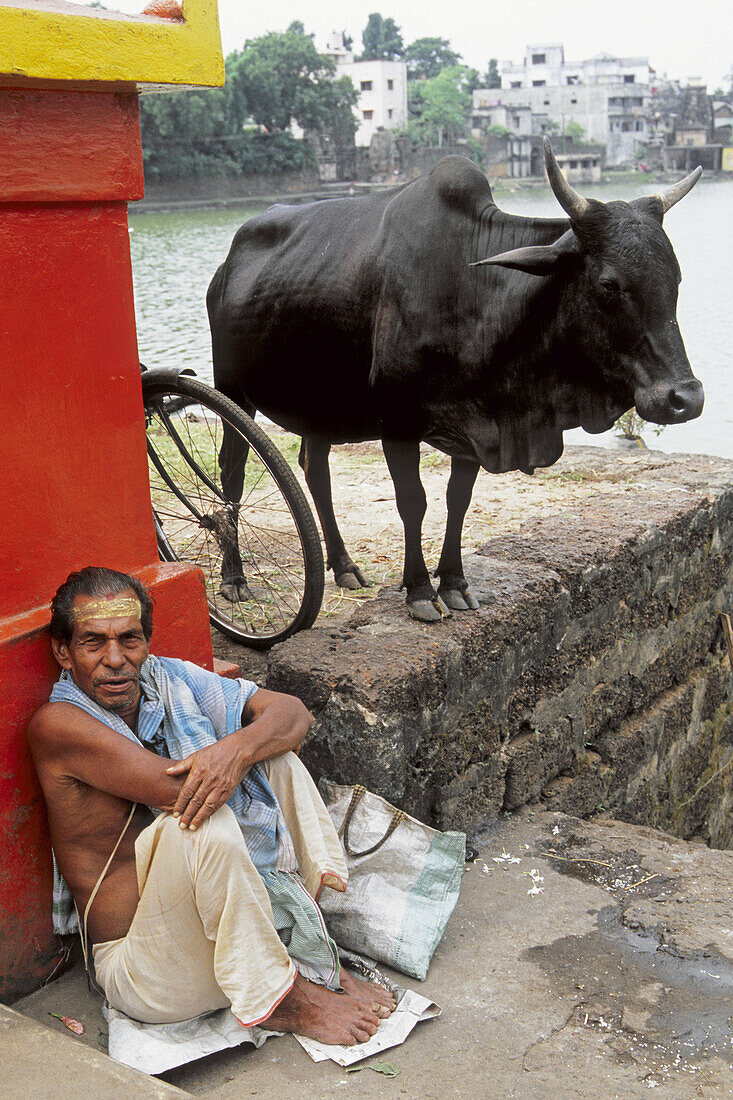 Brahmin man, holy cow. Bhubaneswar. Orissa. India.