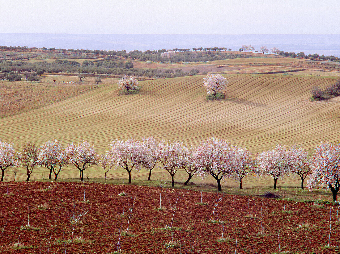Almond trees in blossom near Cañizar. La Alcarria region, Guadalajara province. Spain