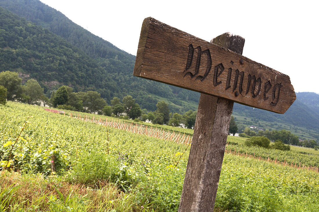 Signpost at vineyard, Weissenkirchen, Lower Austria, Austria