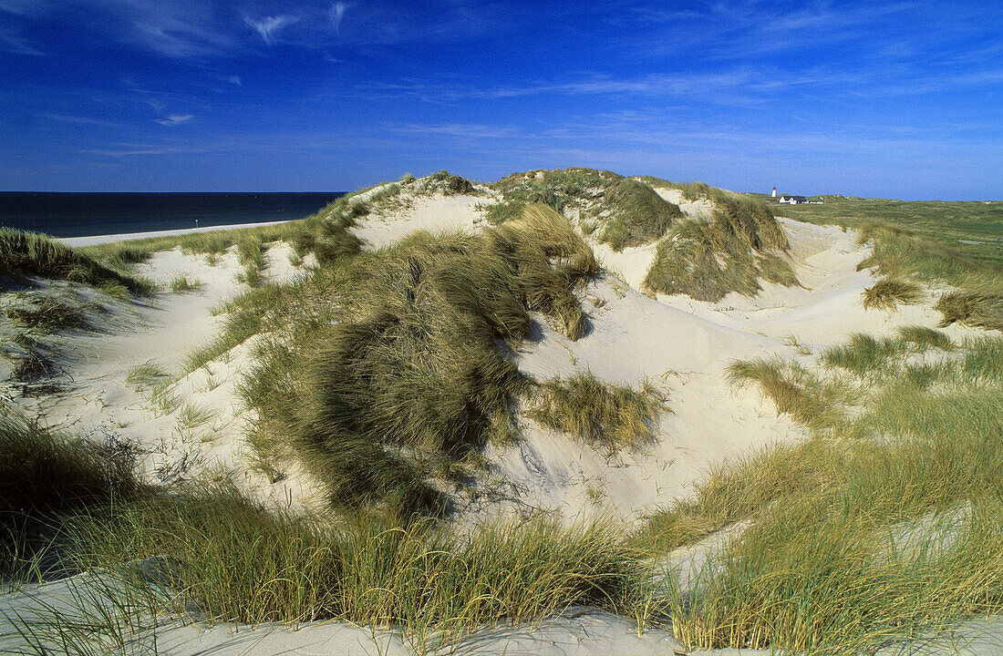 Dune near Ellenbogen, Sylt island, Schleswig-Holstein, Germany