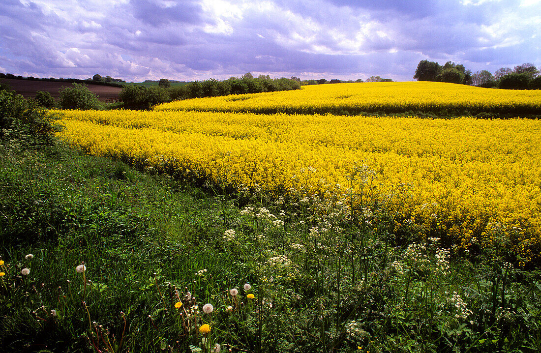 Canola field under clouded sky, Schleswig Holstein, Germany, Europe