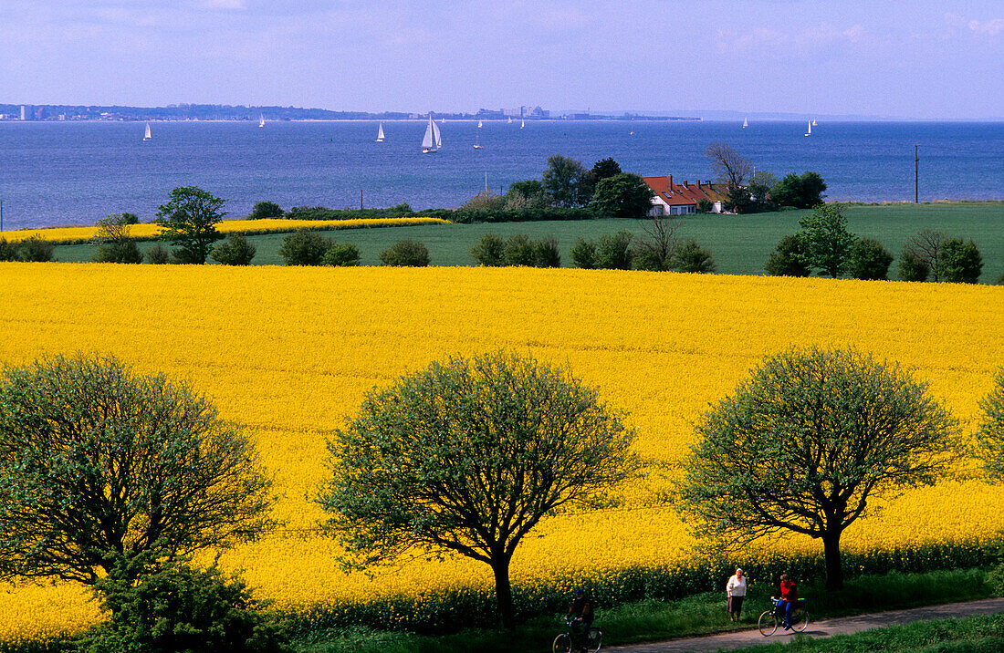 Canola fields on the waterfront, Fehmarn island, Schleswig Holstein, Germany, Europe