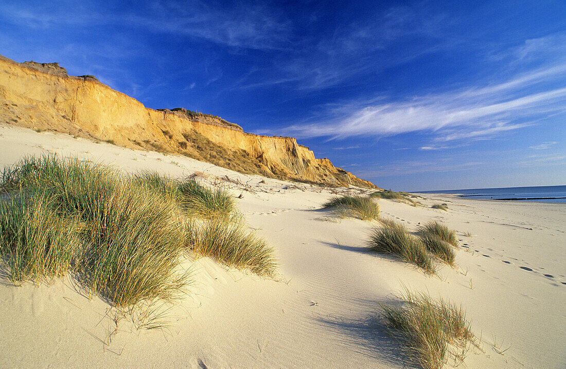 Red Clif near Kampen, Sylt island, Schleswig-Holstein, Germany