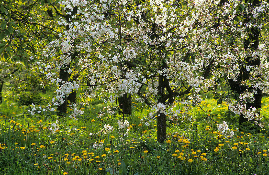 Obstblüte im Alten Land, Niedersachsen, Deutschland