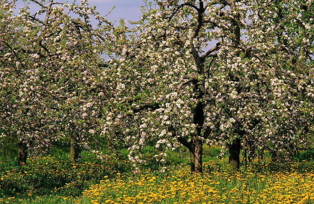 Europe, Germany, Lower Saxony, Altes Land, apple trees in flower